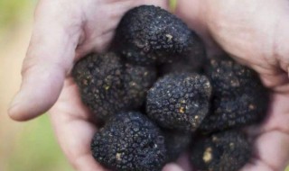 如何分辨黑松露好坏 怎样分辨黑松露品质的好坏呢