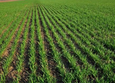 导致小麦缺苗断垄的原因 有缺苗断垄的麦田补种时间