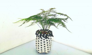 适合盆栽的小竹子有哪些 适合盆栽的小竹子有什么