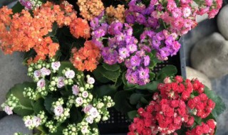 怎样挑选长寿花冬季种植 如何挑选长寿花以及种植方法