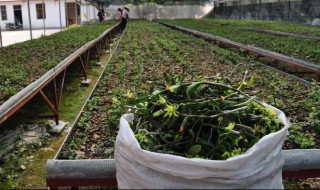 铁皮石斛能人工种植吗 铁皮石斛人工种植的方法