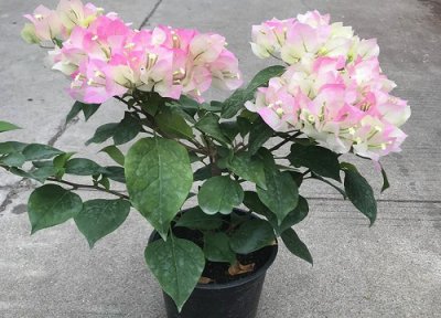 三角梅怎么修剪才能开出鲜艳的花 开完花的三角梅怎样修剪才能开花