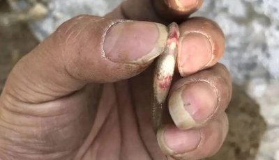 鱼塘断断续续有死鱼用什么药 鱼塘死鱼是什么原因造成的