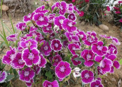 石竹花播种适合时间 石竹花什么时候播种合适