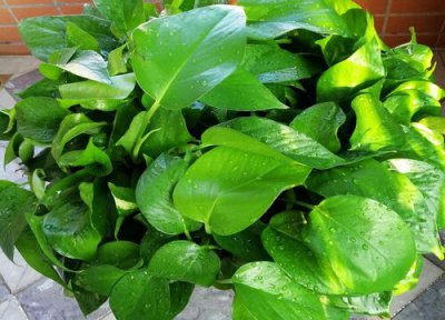 绿萝养室外还是室内 室外和室内养护绿萝的区别