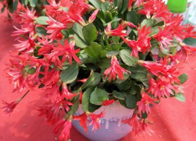 开花期的蟹爪兰怎样养护 蟹爪兰怎么养护长势更旺盛