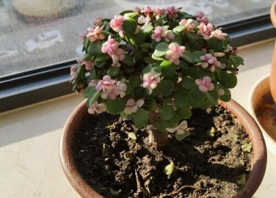 金枝玉叶多久浇一次水 金枝玉叶多长时间浇一次水