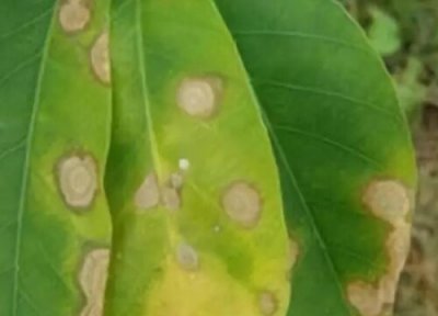 植物炭疽病发病原因 植物炭疽病的发病原因及治疗方法