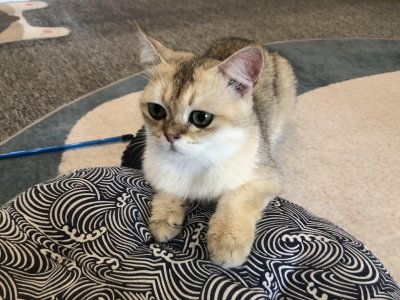 心理学分析喜欢猫的女人 养猫的女人是怎样的性格