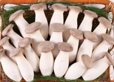 杏鲍菇能放冰箱吗 杏鲍菇冷藏存放时间