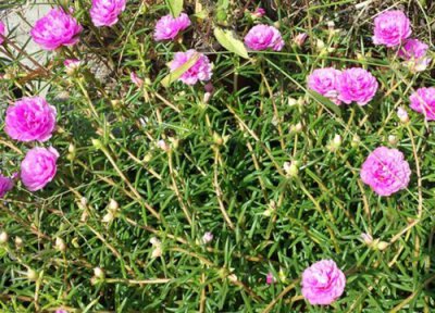 代表虚伪的花 什么花的花语是象征虚伪