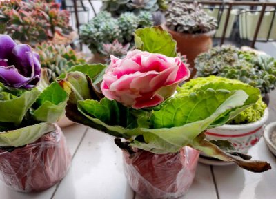 大岩桐适合大盆还是小盆 大岩桐一个盆里养几棵比较好