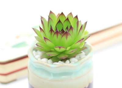 刚移栽的多肉需要施肥吗 用营养土种多肉还可以施肥吗