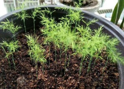 文竹播种适合时间 文竹什么时候播种合适