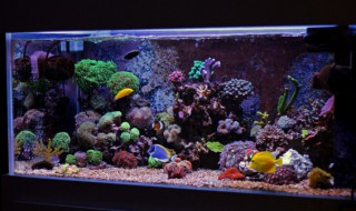 红龙鱼用灯色温 红龙鱼鱼缸内灯光的正确使用方法