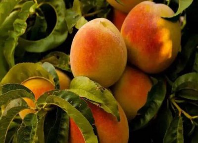 桃树全年用药一览表 桃树全面打药防治方案指南