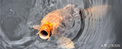 鲤鱼爱吃什么饵料 钓鲤鱼用什么饵料最好怎么制作