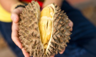 榴莲种子需要泡几天发芽 榴莲种子需要泡多久发芽