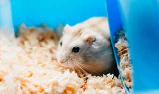 仓鼠在冬天该吃什么水果 关于仓鼠简介