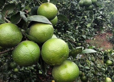 青皮橘子含糖量 青皮橘子含糖量高吗