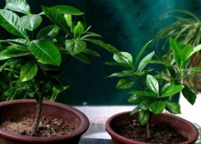 盆栽桔子树是否怕冻 盆栽桔子树冬天怎么养护