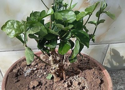 茉莉花土壤板结怎么办 盆栽茉莉花的土干结怎么换盆