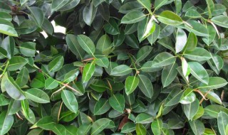 印度榕什么季节修剪 印度榕哪个季节修剪