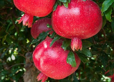 石榴长在哪里 石榴生长在哪里