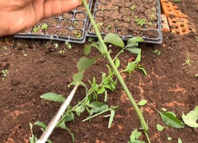 蓝雪花直接插土里能活吗 蓝雪花能扦插活吗