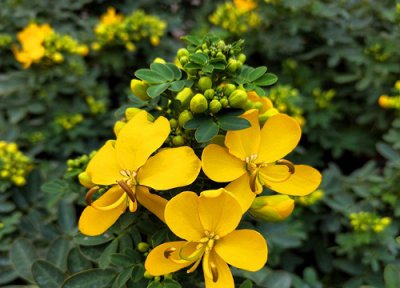 黄金梅的养殖方法和注意事项 盆栽黄金梅养护和管理