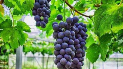 葡萄怎么洗才干净放心吃 这样洗得干净连葡萄皮都能吃