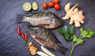 钓罗非鱼用什么小药 钓罗非鱼可以用哪些小药