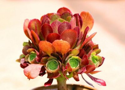 多肉法师几月嫁接比较好 法师嫁接几天可以成活