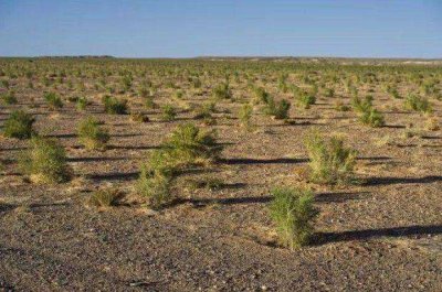 蚂蚁森林是干嘛的 支付宝上的蚂蚁森林是用来干什么的