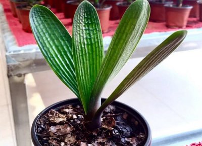 百子莲花期时间 百子莲花期是什么时候