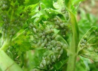 香菜种植中常见病害 香菜病虫害防治技术与方法措施