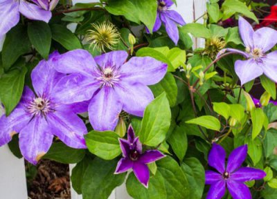 铁线莲换盆最佳时间 什么时候移栽换盆合适