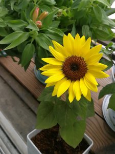 向日葵属于什么植物类型 跟着太阳走的向日葵生长重点