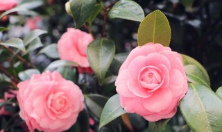 茶花什么季节修剪 茶花在哪个季节修剪