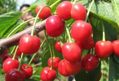 全国哪里的樱桃最出名最好吃 4个产地的樱桃又甜又好吃