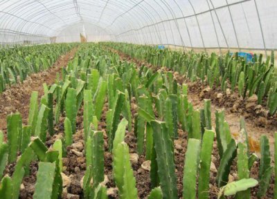 火龙果苗扦插多久生根 扦插火龙果如何养护很快长根成活