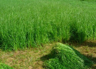 黑麦草什么时候种最好 黑麦草种植季节时间和方法