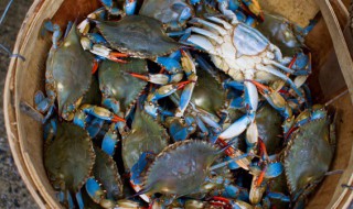 海蟹怎么保存才新鲜 海蟹如何保存才新鲜