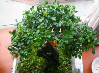 怎样养金弹子才长得好 金弹子树桩盆景怎么养好成活结果