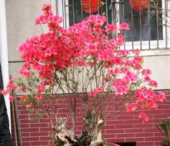 映山红怎么栽成活率高 教你栽活映山红的关键步骤