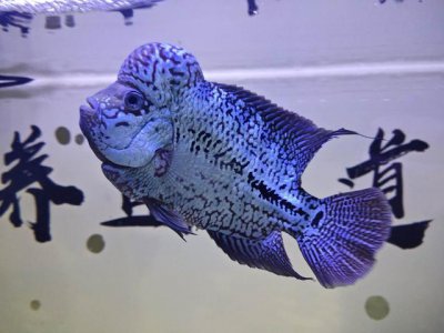 鱼吃什么东西长得快 适合鱼类食用的高蛋白食物有哪些