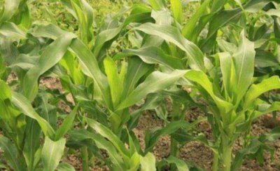 玉米控旺剂可以和尿素混合吗 玉米控旺加叶面肥可以吗
