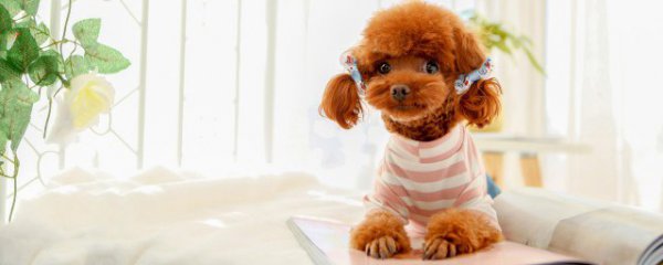 泰迪和猫能一起养吗