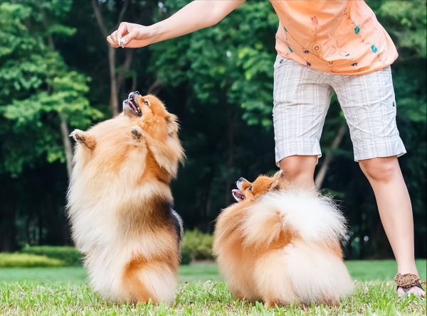 狗狗可以吃葡萄吗