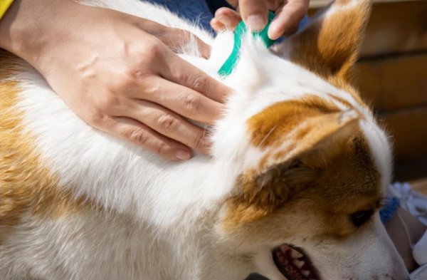 狗狗可以吃葡萄吗